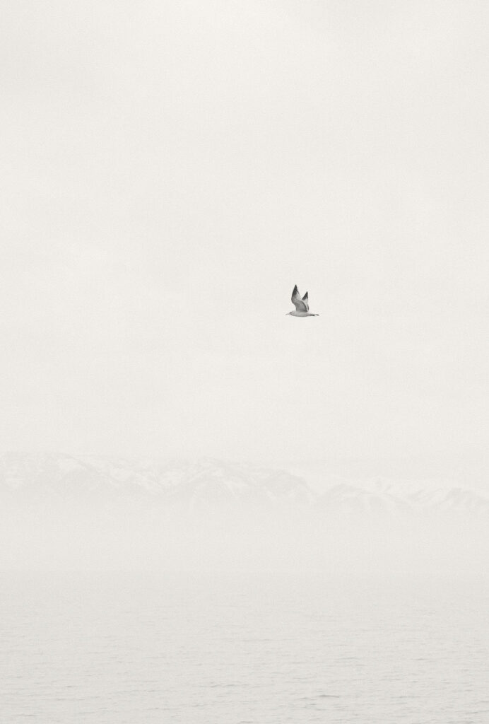 a bird flyer across the morning sky to set the scene